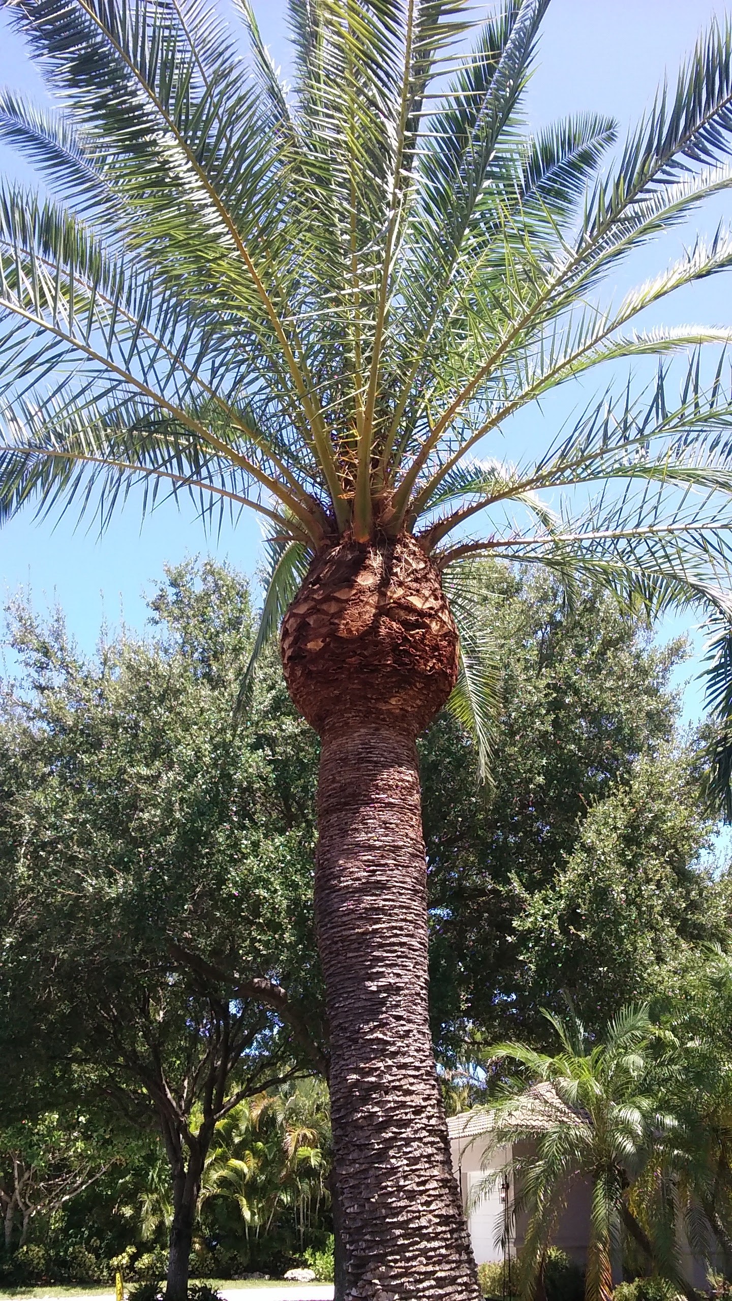 Tall queen palm, ready for trimming