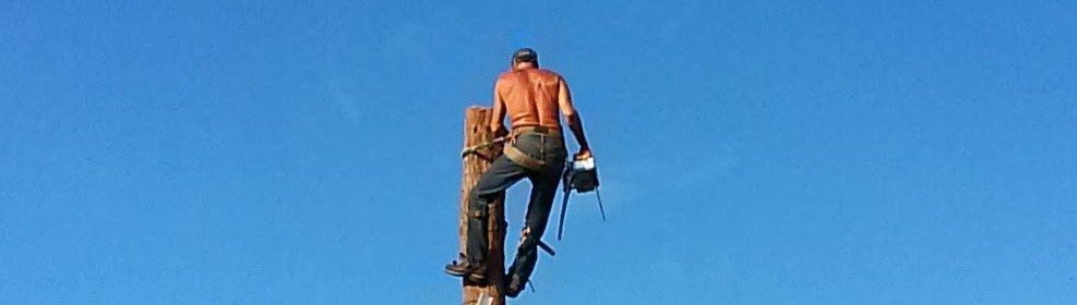 Climber working high atop a de-limbed trunk