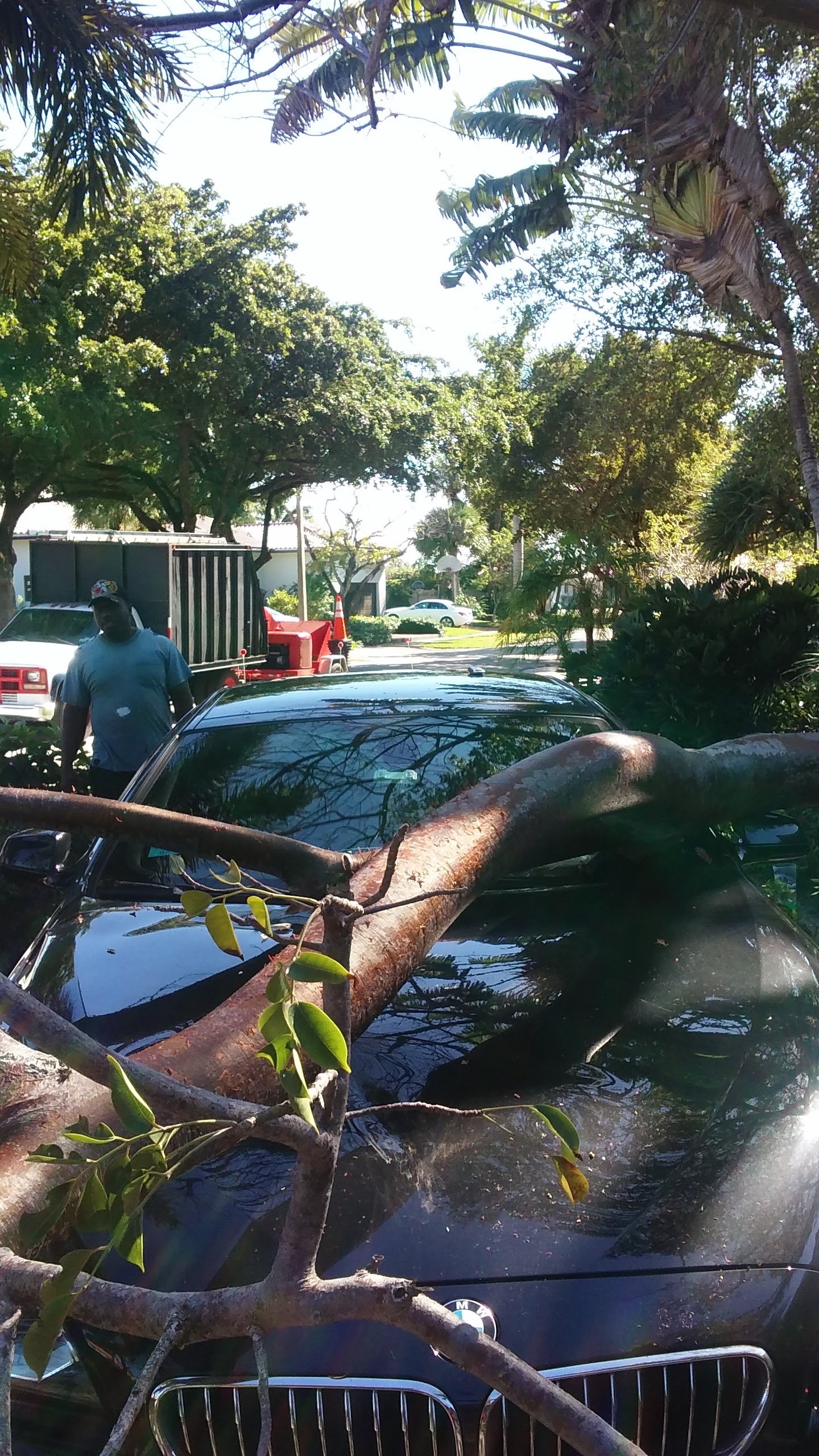 Storm-fallen limb cleared from a car