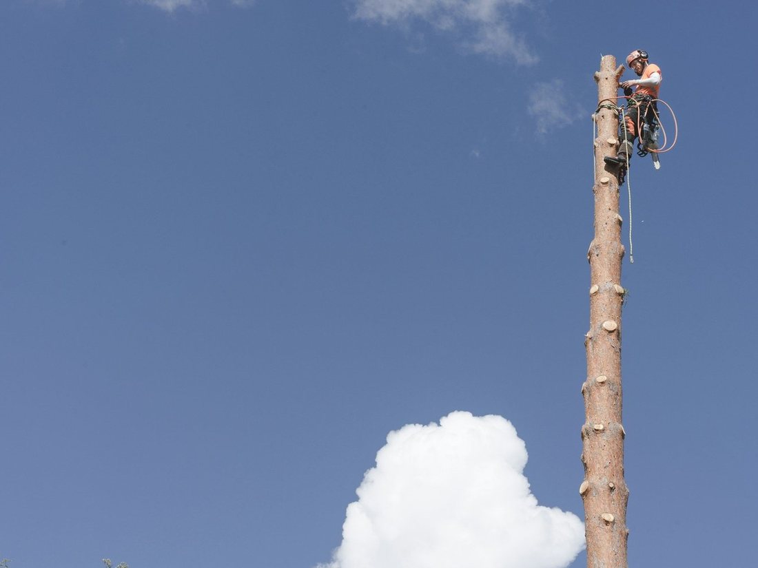Tree Removal